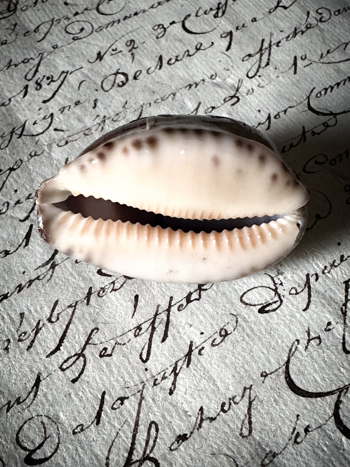 Vintage Carved Cowry Shell