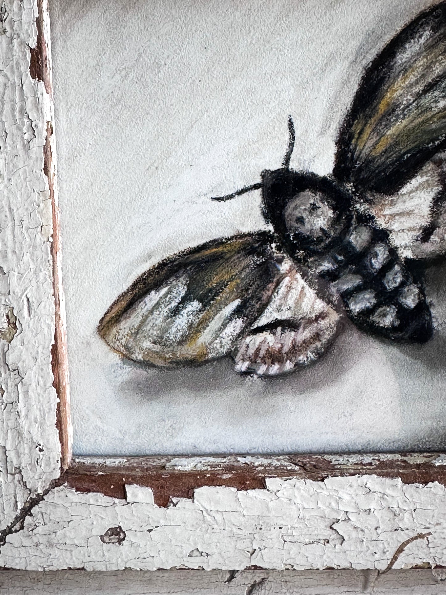 An original artwork by Steven Nicholas “Death’s Head Hawkmoth”
