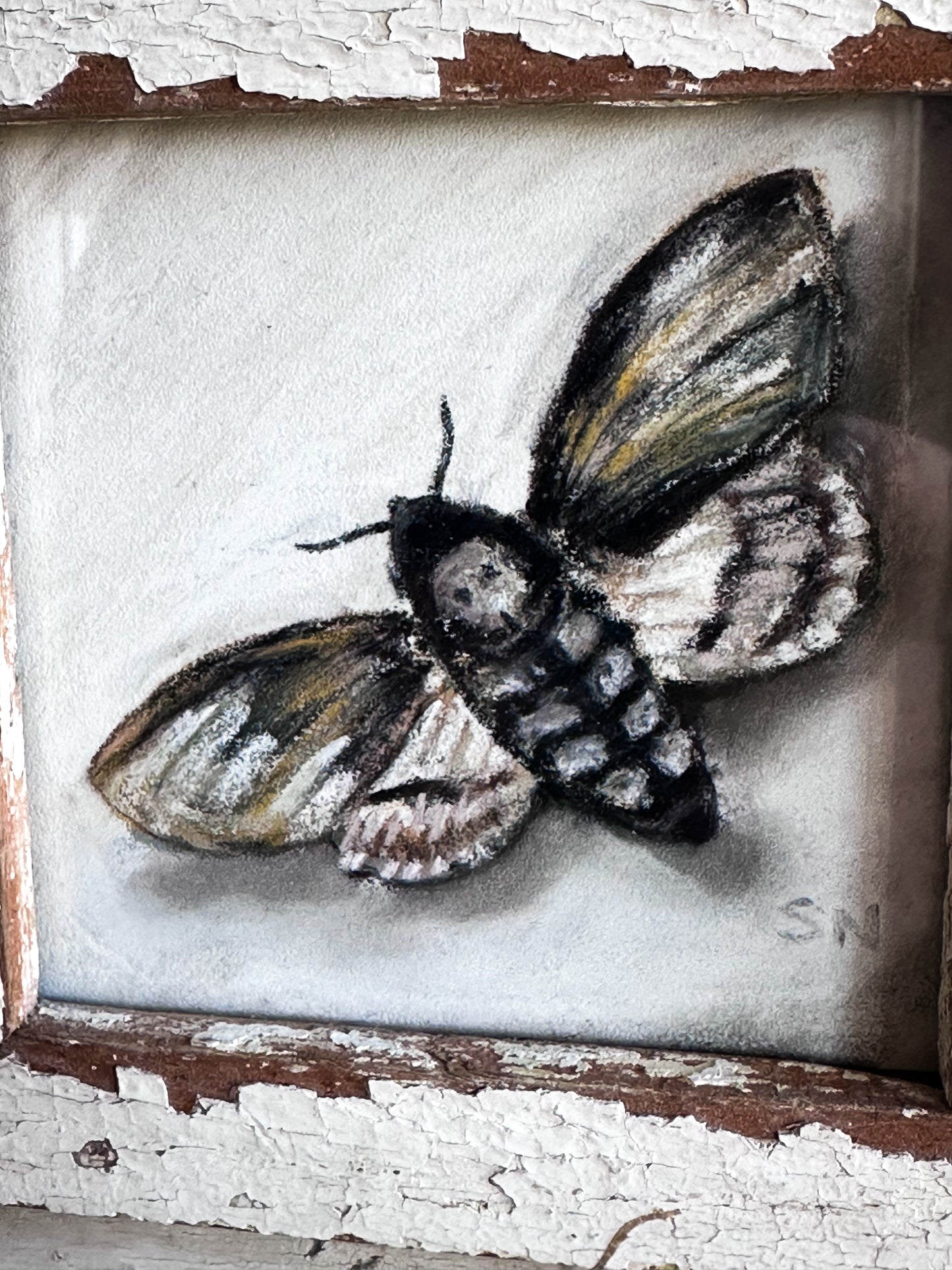 An original artwork by Steven Nicholas “Death’s Head Hawkmoth”