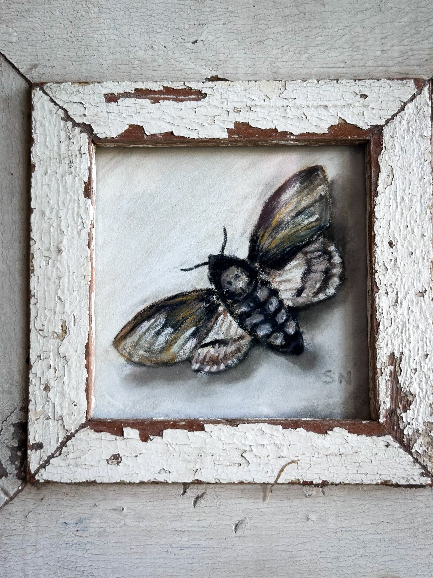 An original artwork by Steven Nicholas “Death’s Head Hawkmoth”