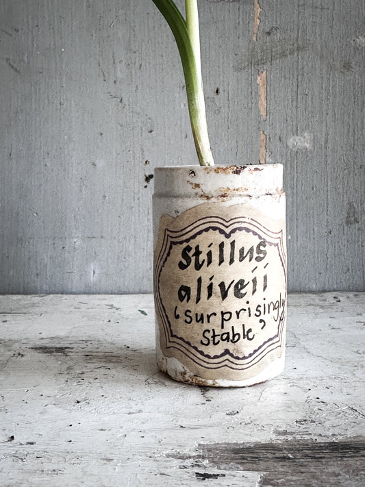 The Hopeful Gardener Specimen Pot