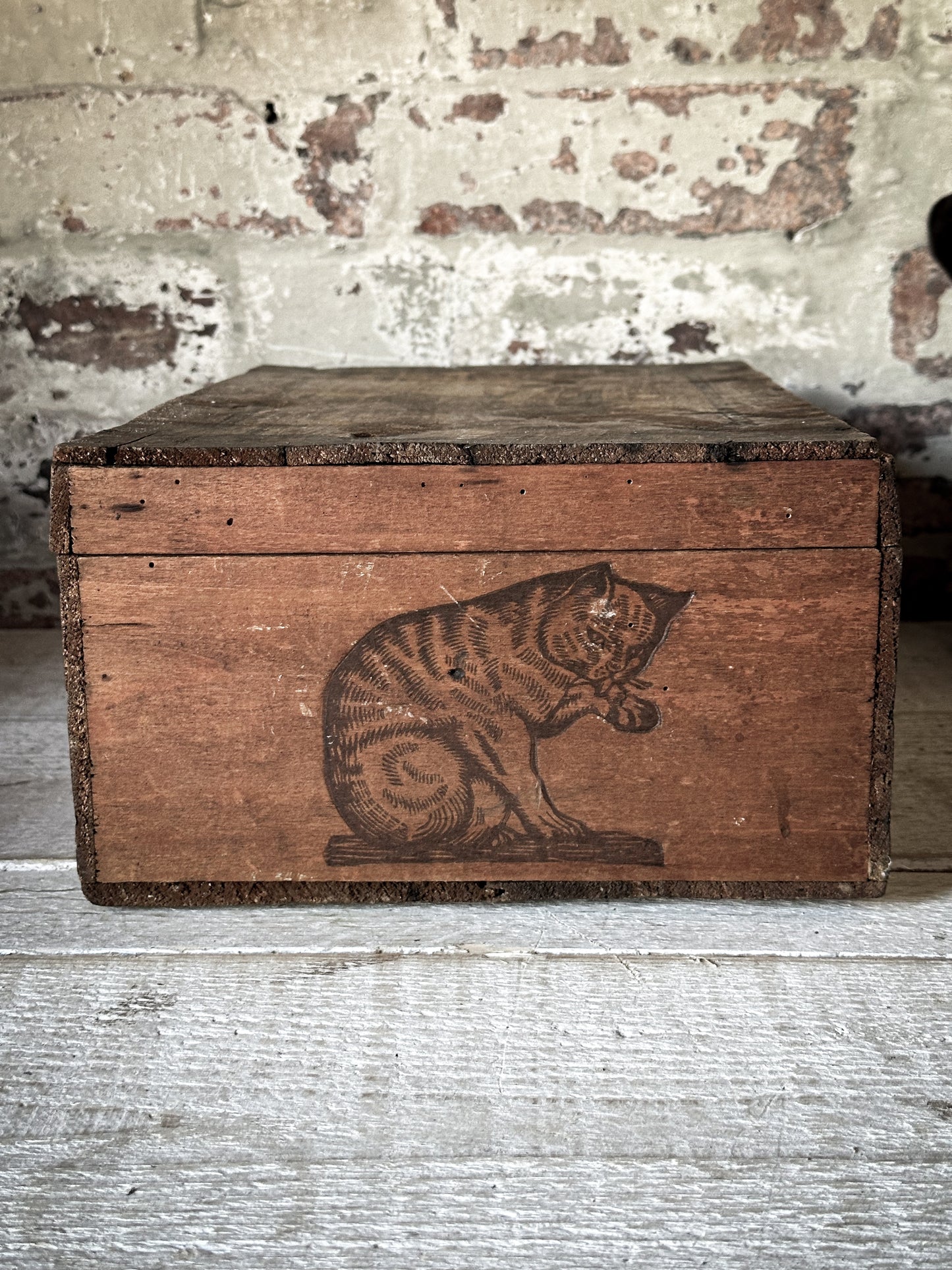 Amidon Au Chat Diplome D’ Honneur Shop Counter Box