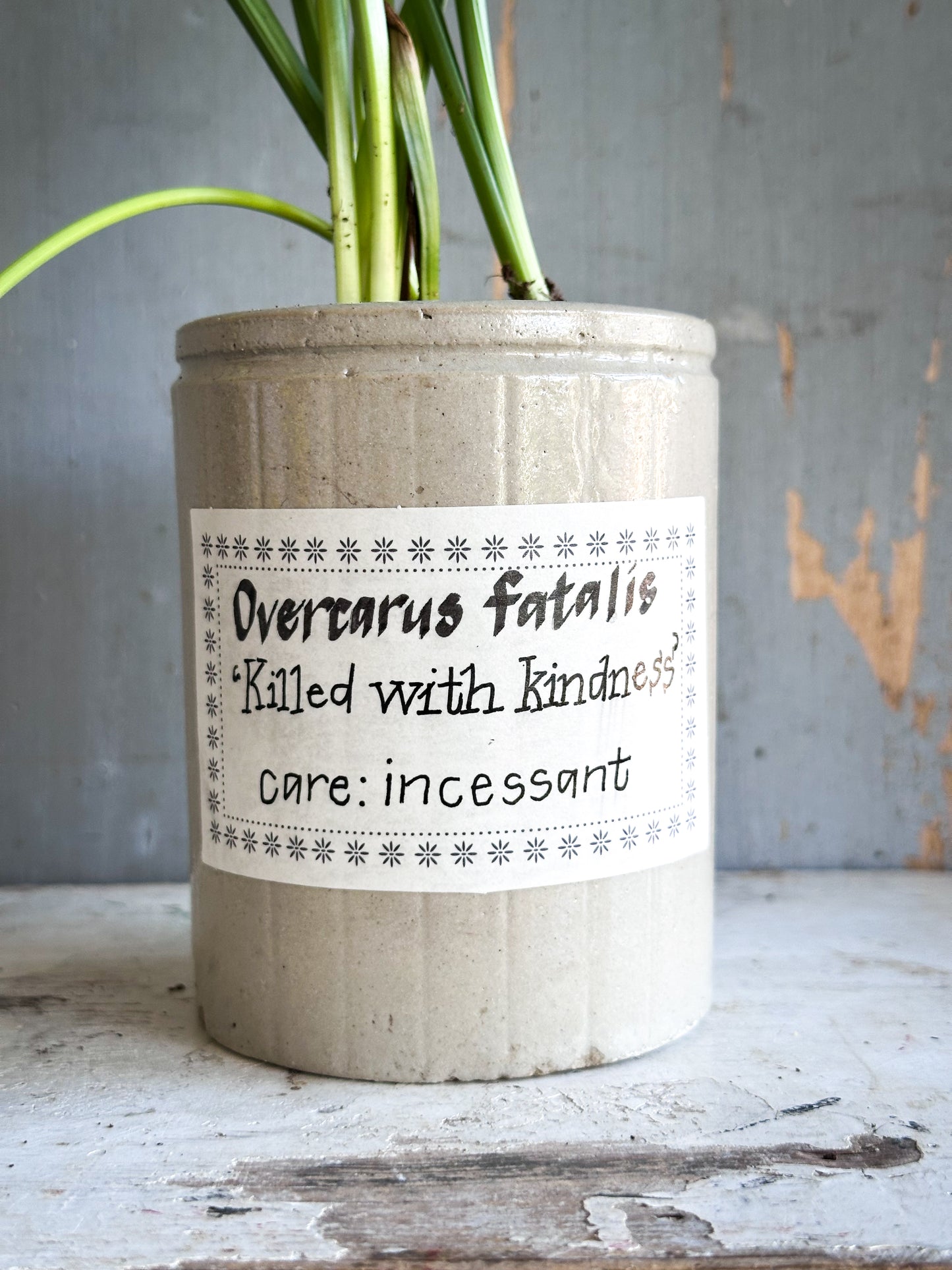 The Hopeful Gardener™ Specimen Pot