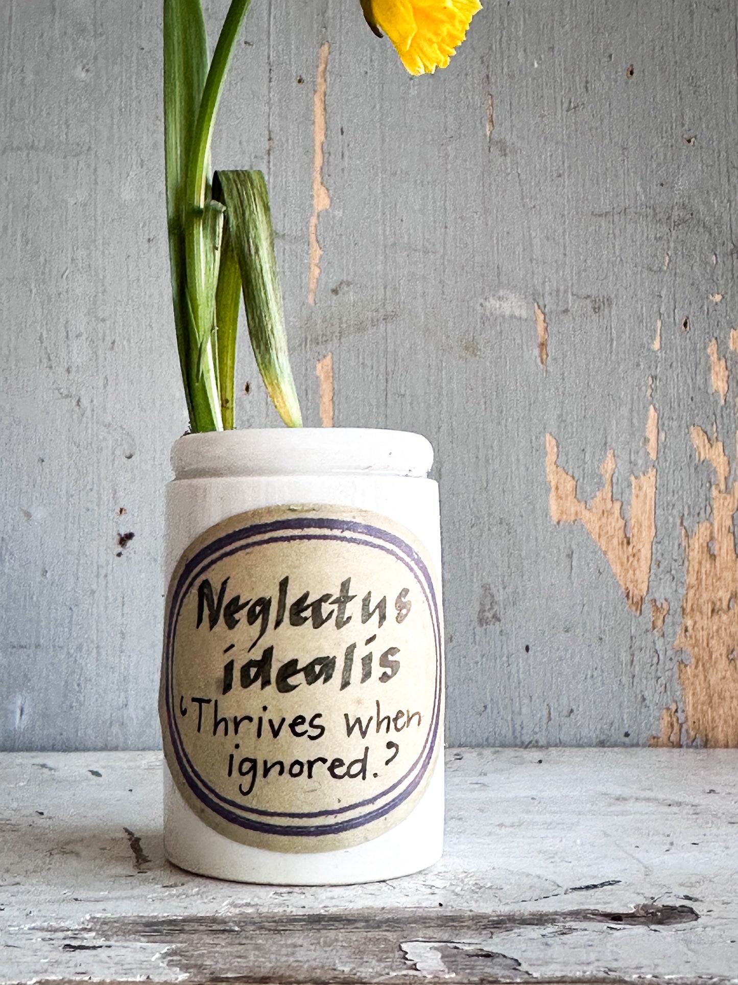 The Hopeful Gardener Specimen Pot