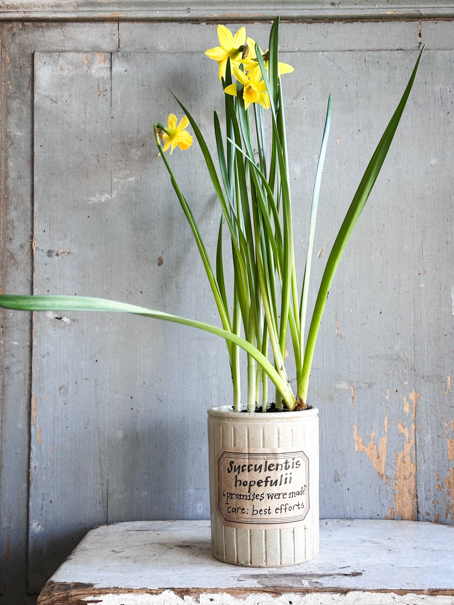 The Hopeful Gardener™ Specimen Pot