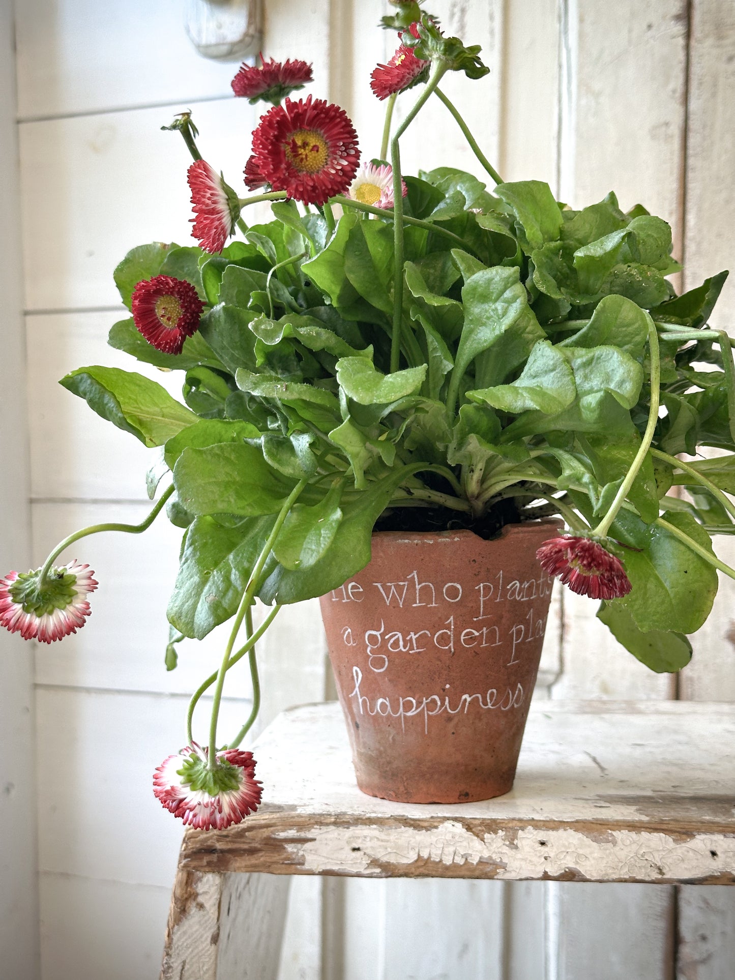 A Victorian terracotta pot with a quote “He who plants a garden”