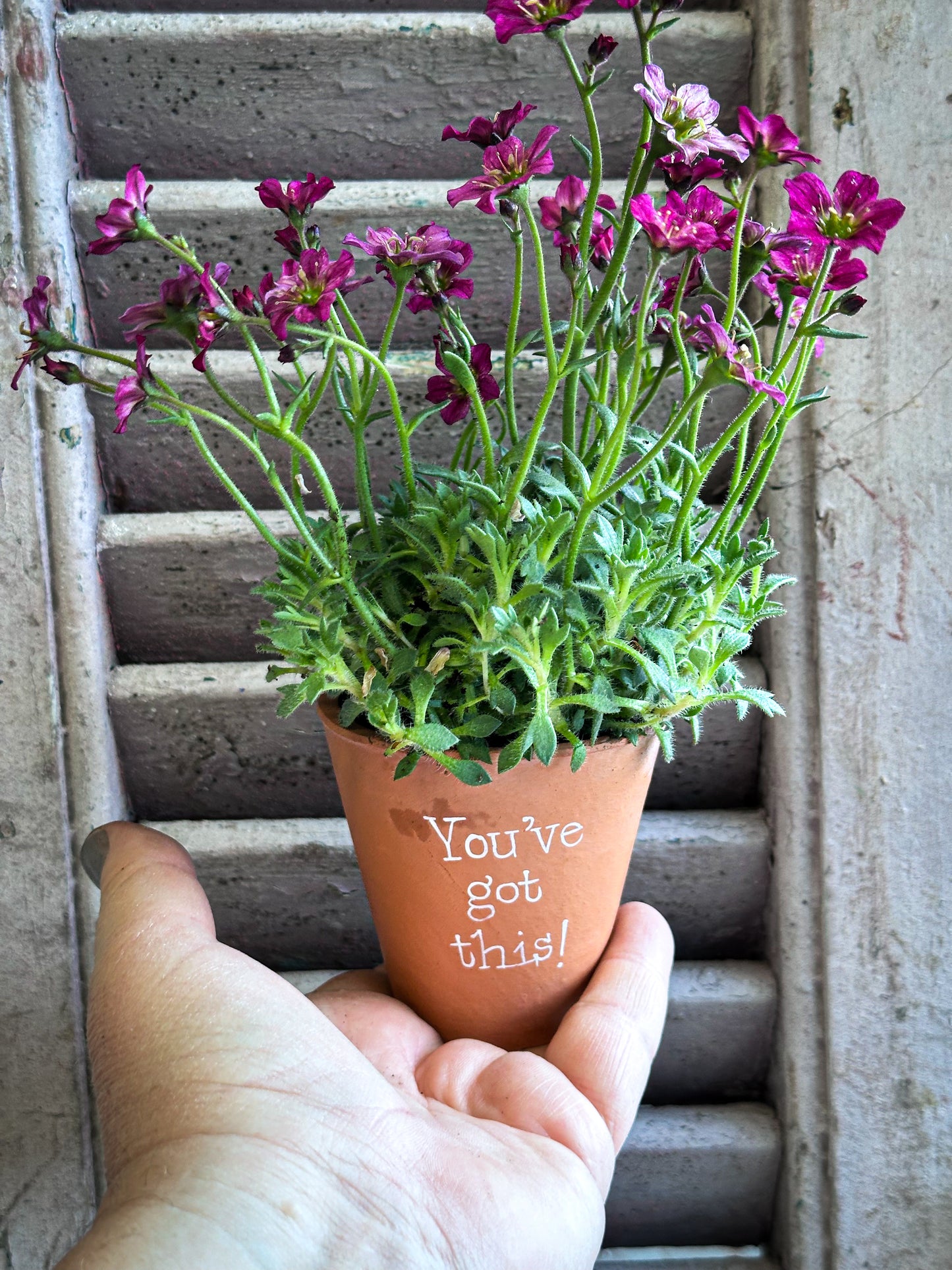 “You’ve Got This”  Mini Terracotta Plant Pot