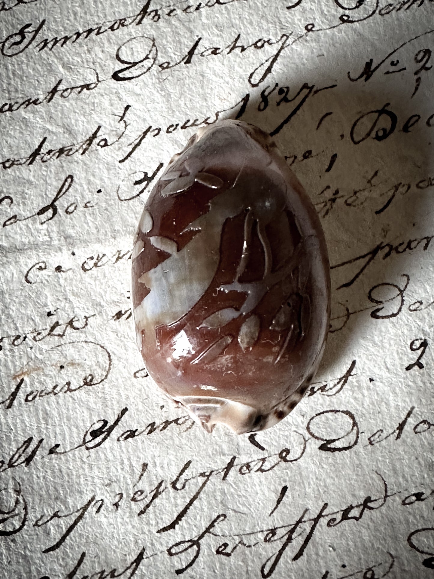 Vintage Carved Cowry Shell