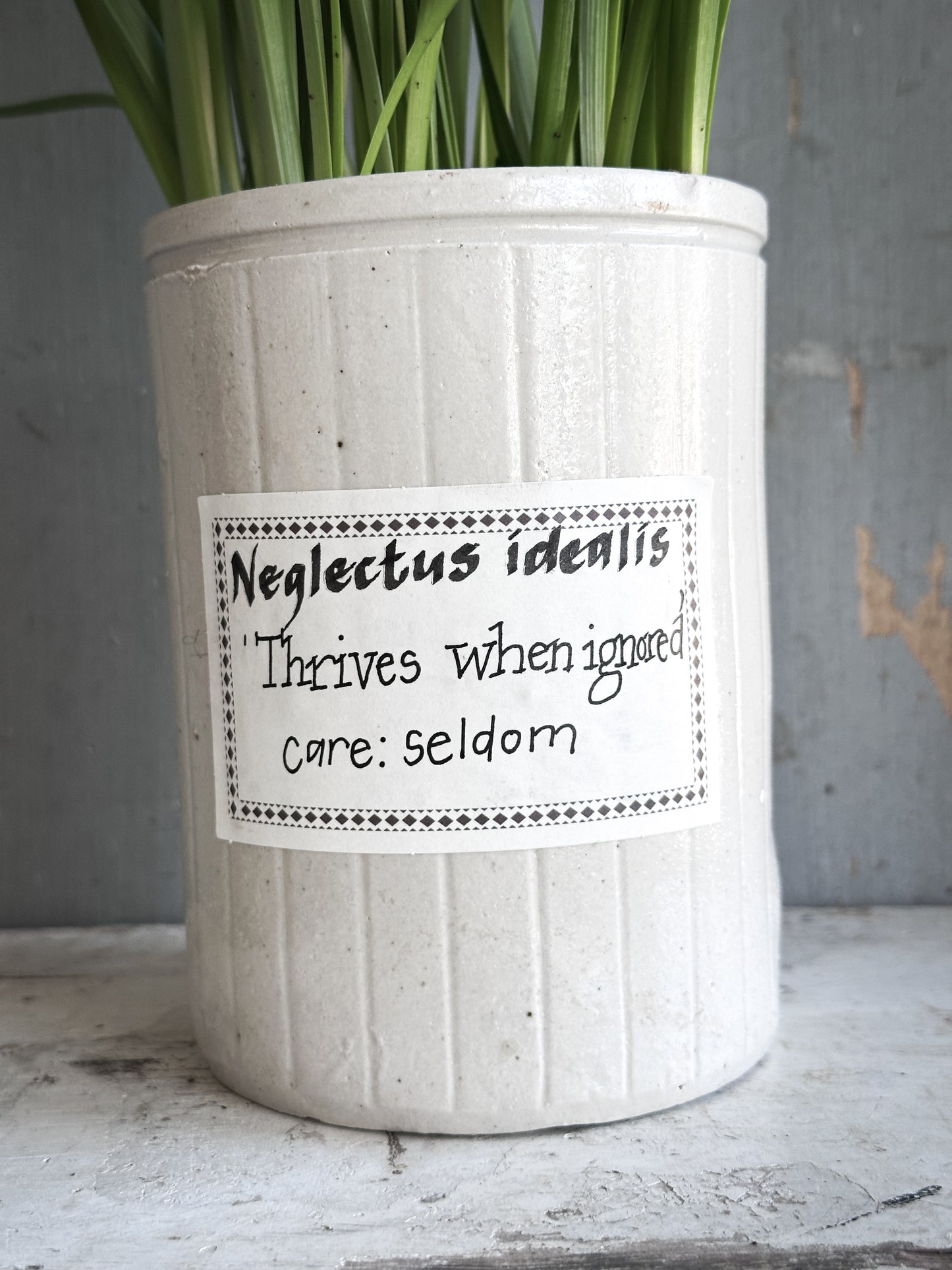 The Hopeful Gardener Specimen Pot