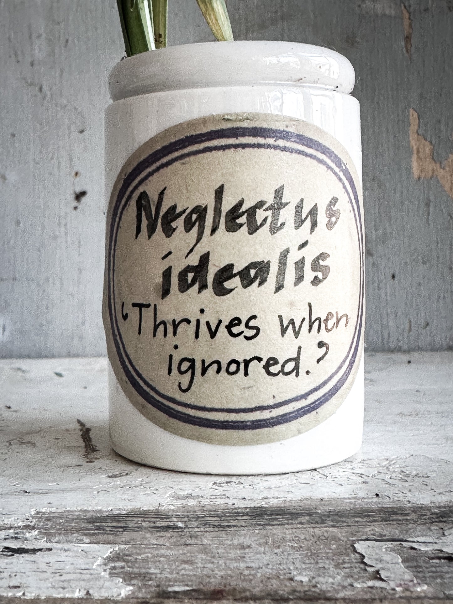 The Hopeful Gardener Specimen Pot