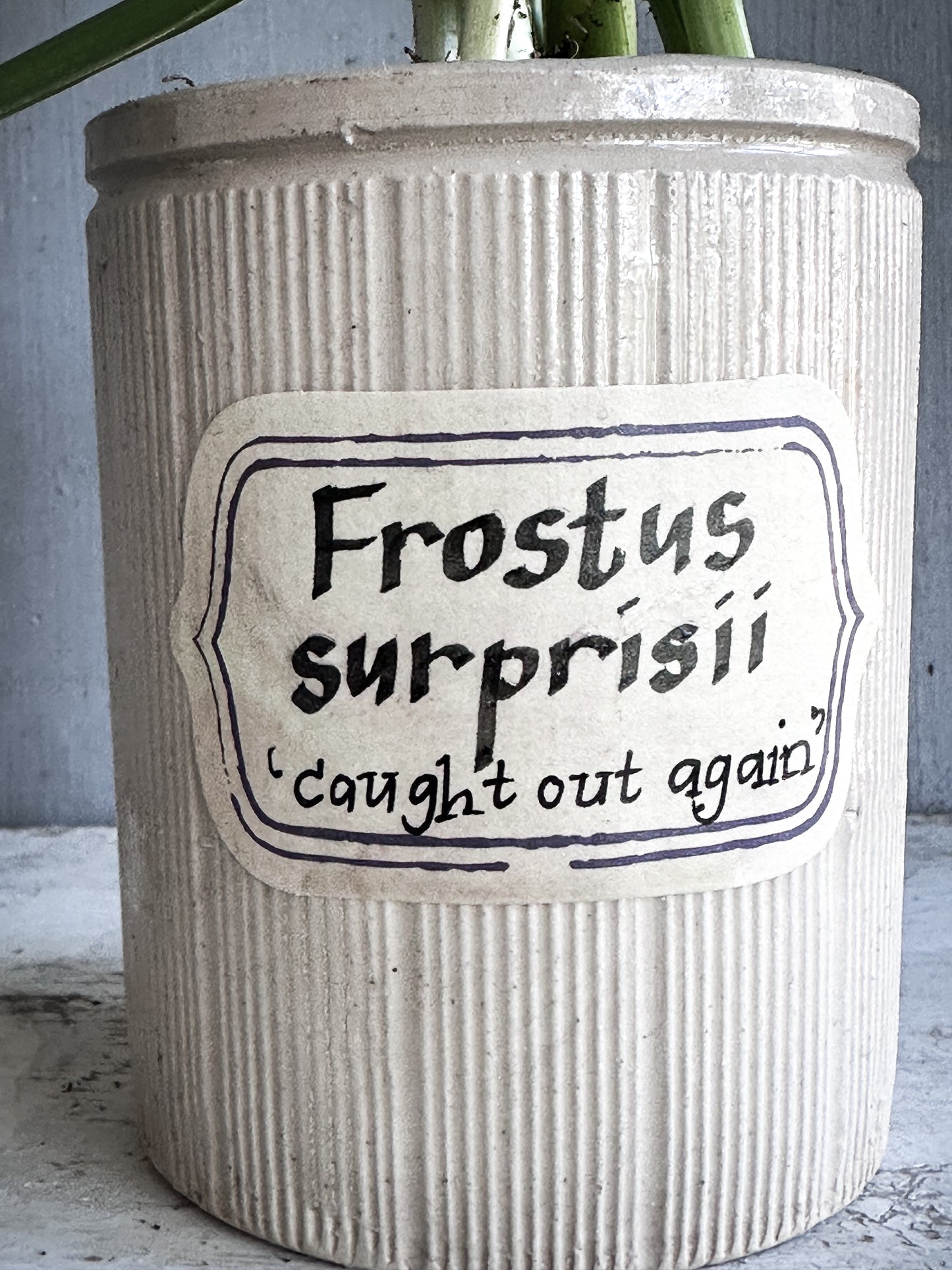 The Hopeful Gardener™ Specimen Pot