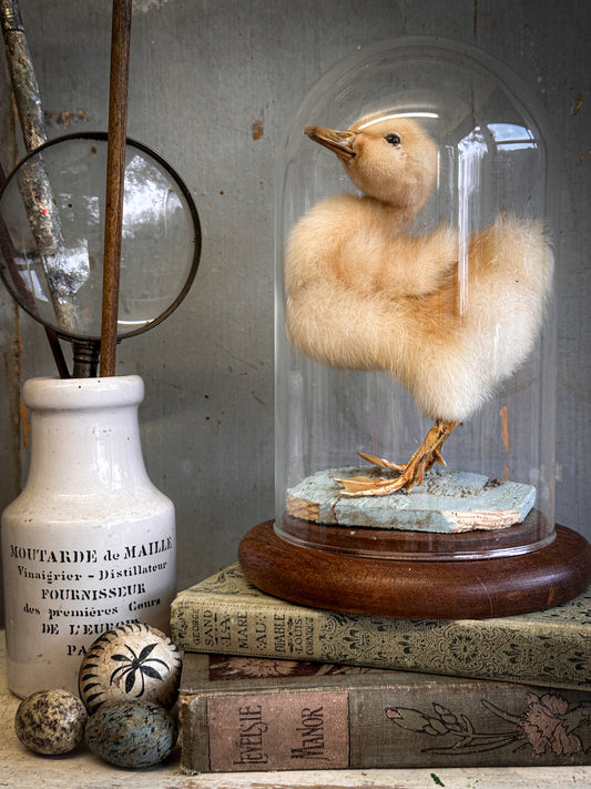Vintage Taxidermy Duckling Under Glass Dome – Natural History Curiosity Display