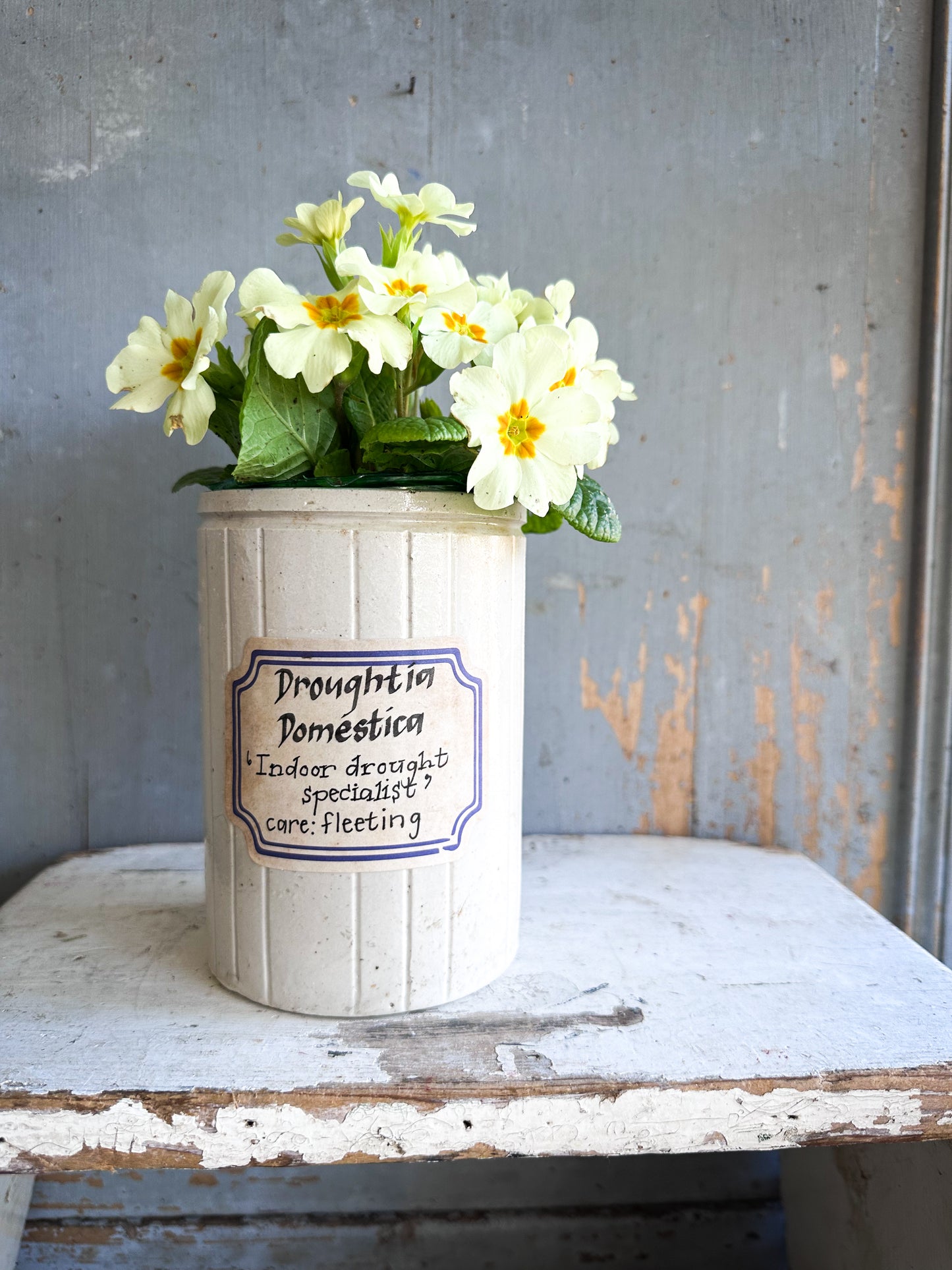 The Hopeful Gardener™ Specimen Pot “