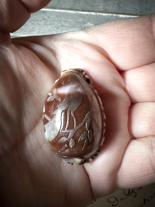 Vintage Carved Cowry Shell