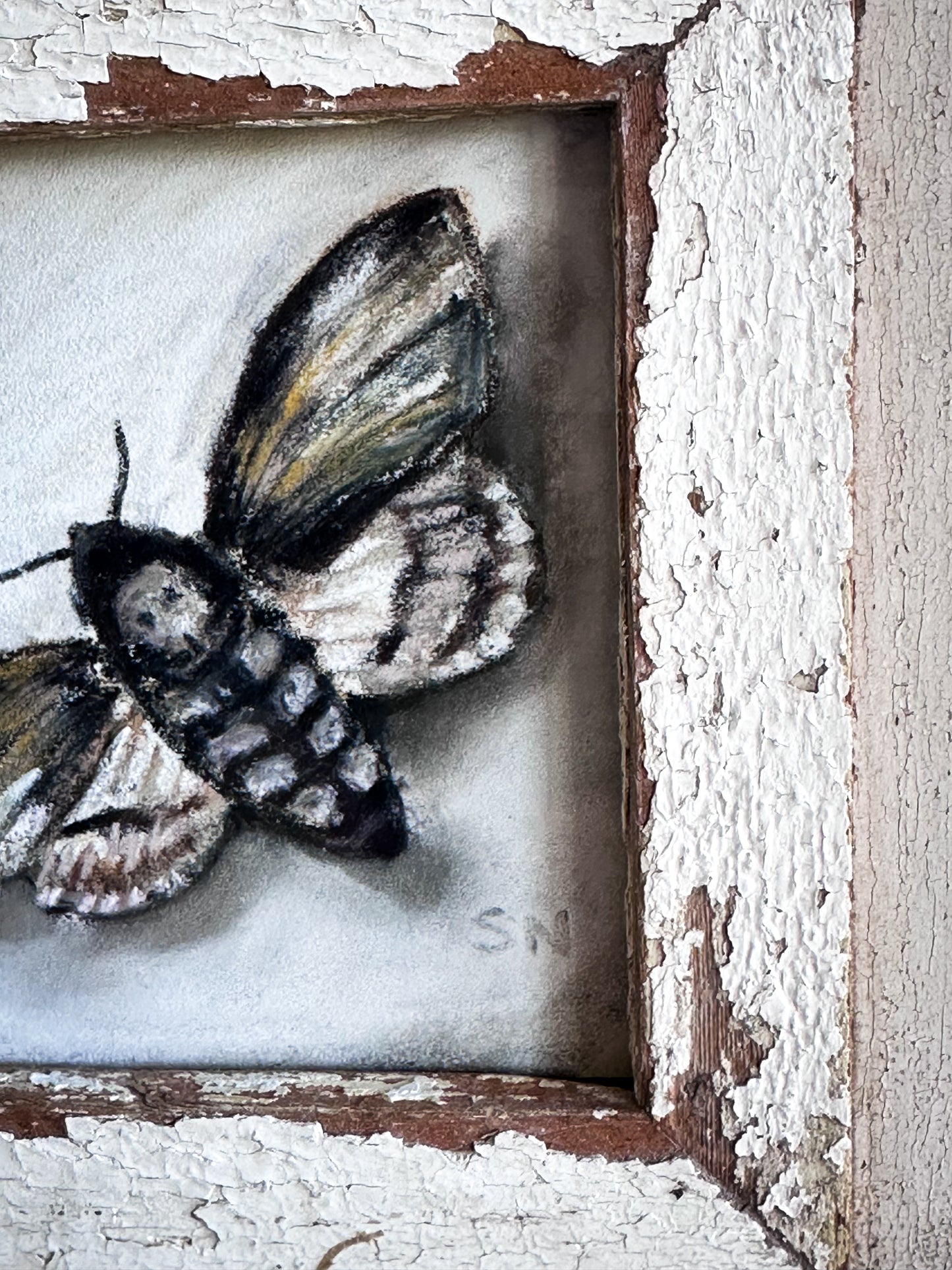An original artwork by Steven Nicholas “Death’s Head Hawkmoth”