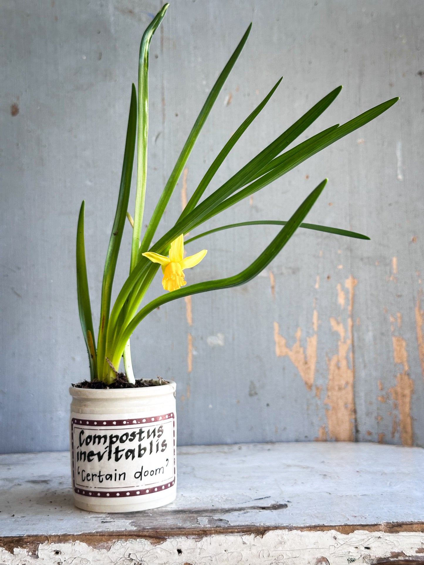 The Hopeful Gardener™ Specimen Pot