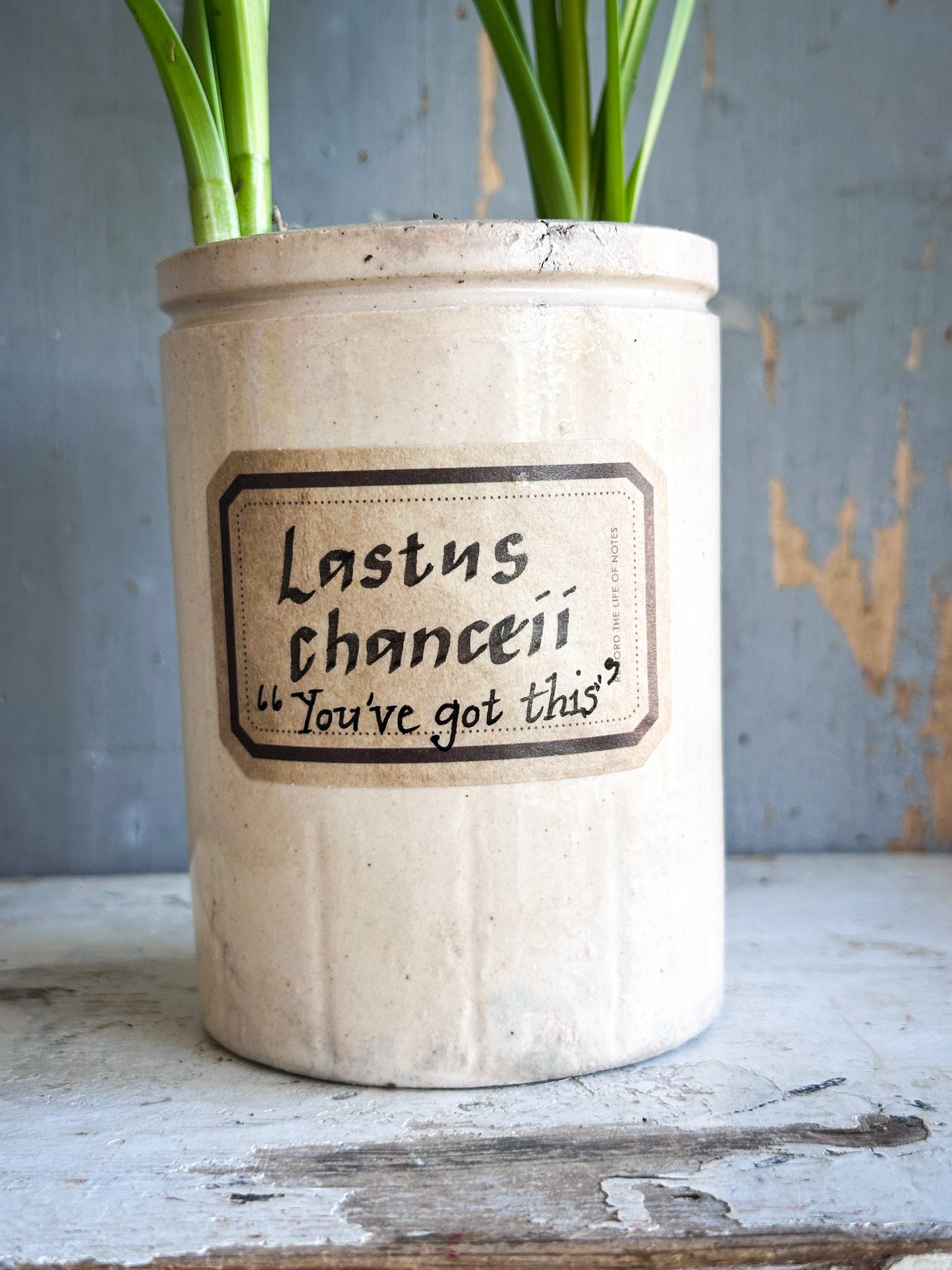 The Hopeful Gardener™ Specimen Pot “