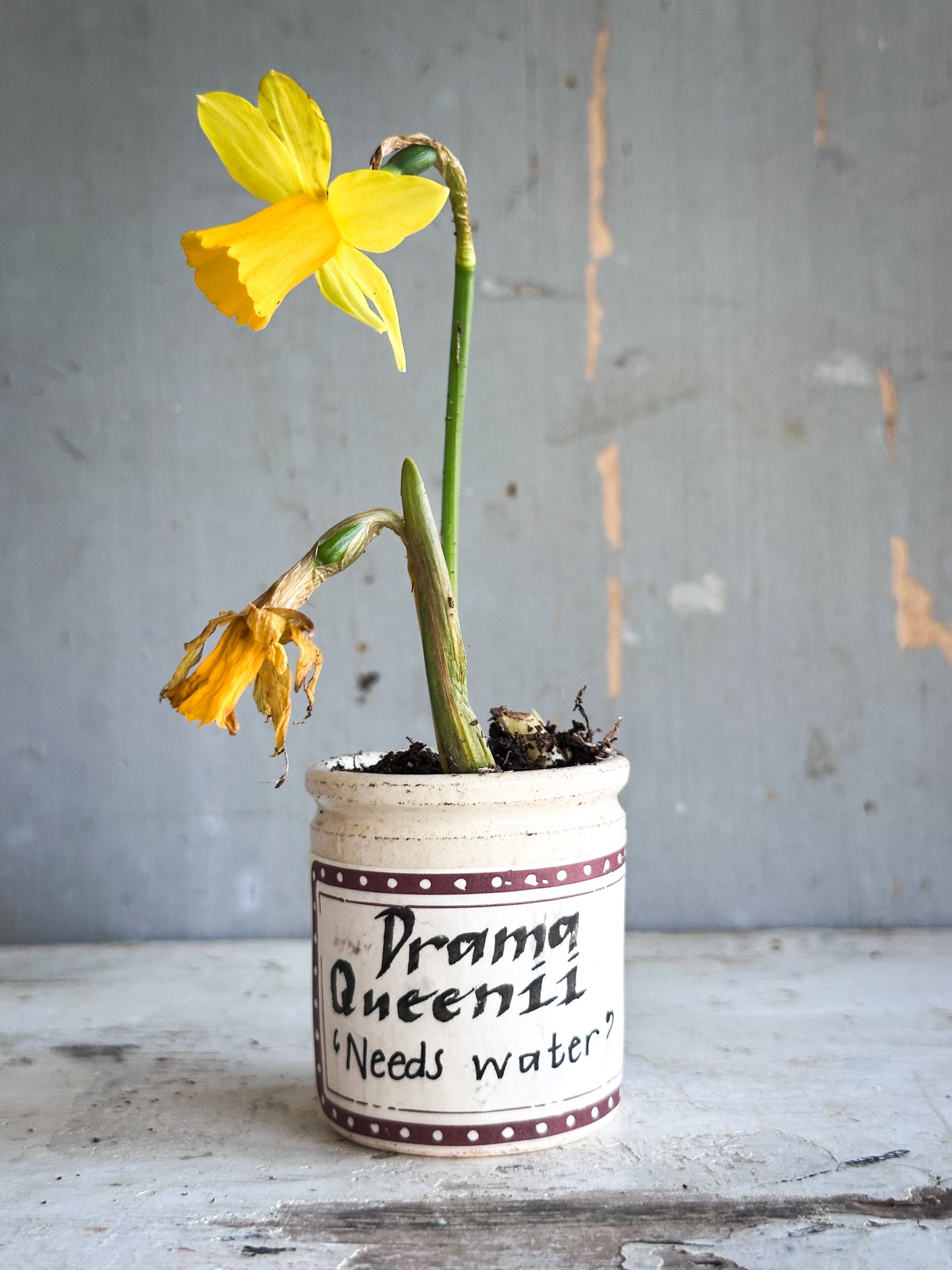 The Hopeful Gardener™ Specimen Pot