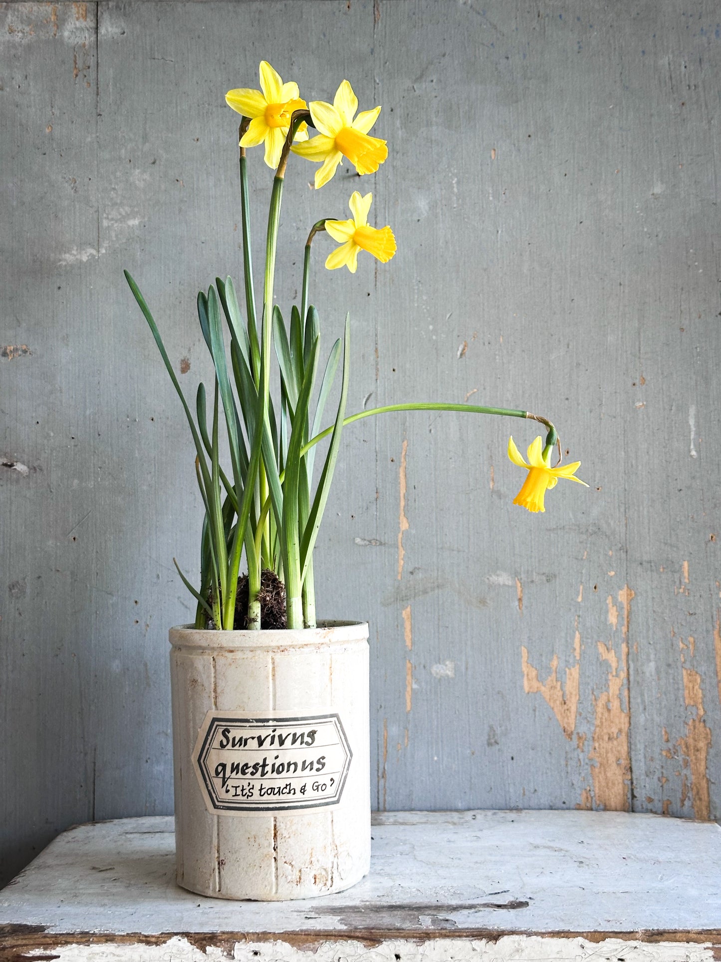 The Hopeful Gardener Specimen Pot