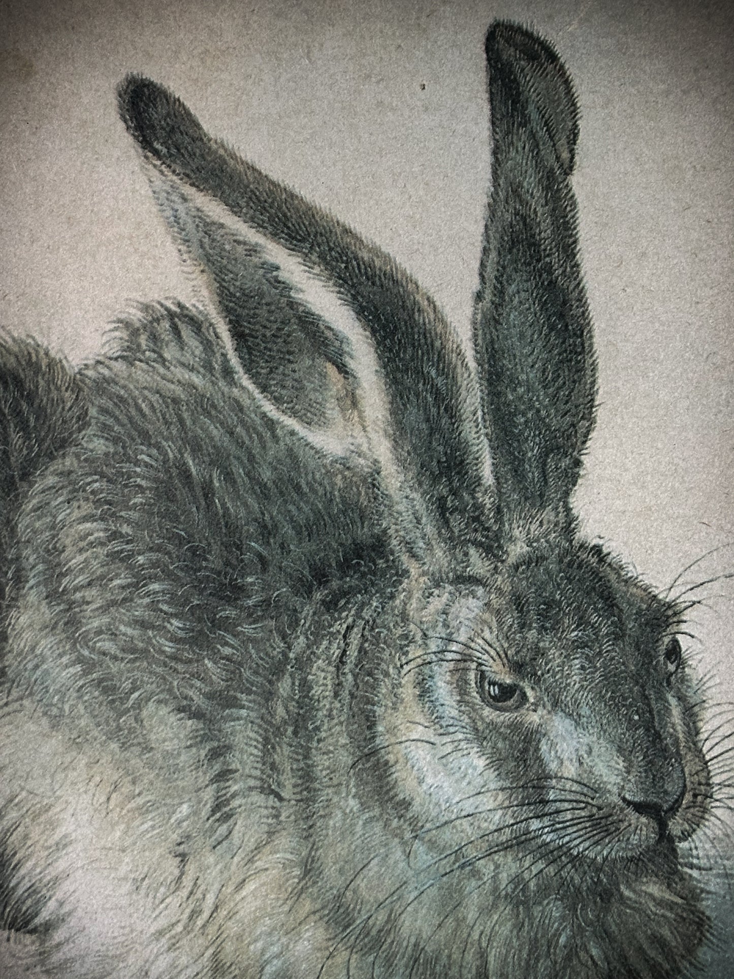 Vintage Framed Albrecht Durer Print of a Young Hare