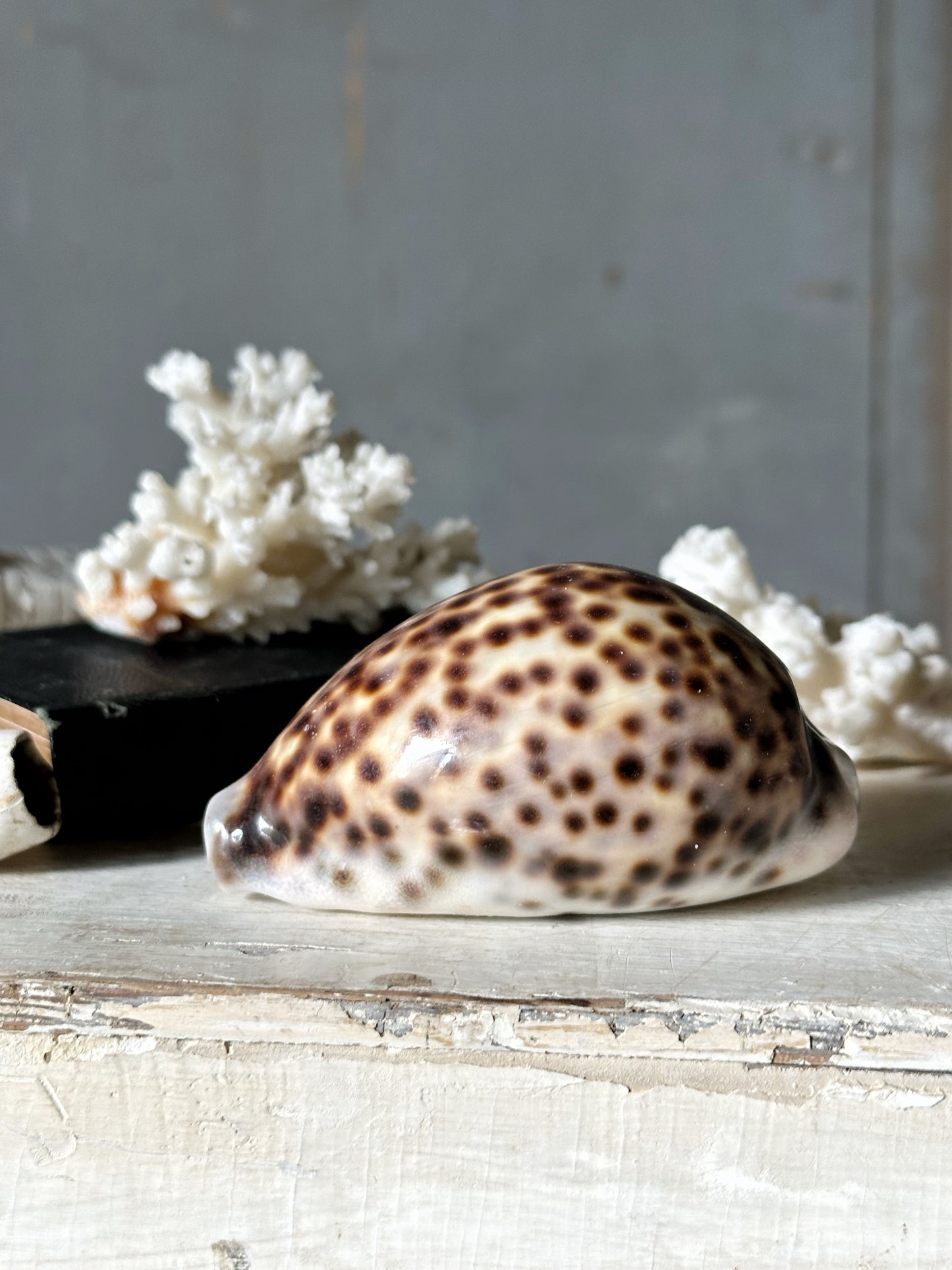 Sea shell Cypraea tigris or tortoise shell conch