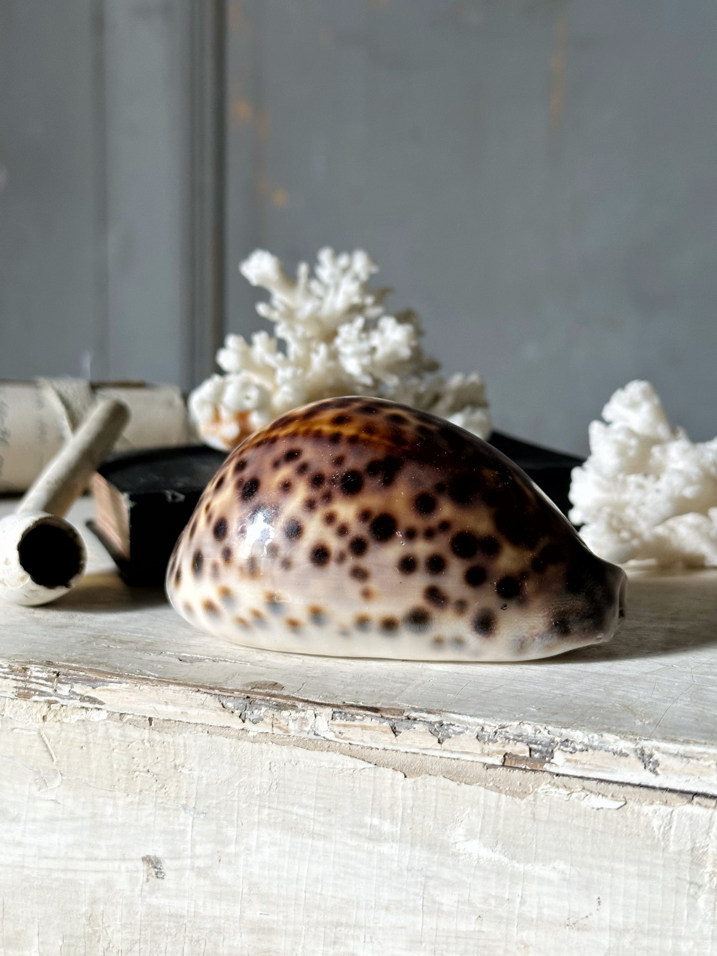 Sea shell Cypraea tigris or tortoise shell conch