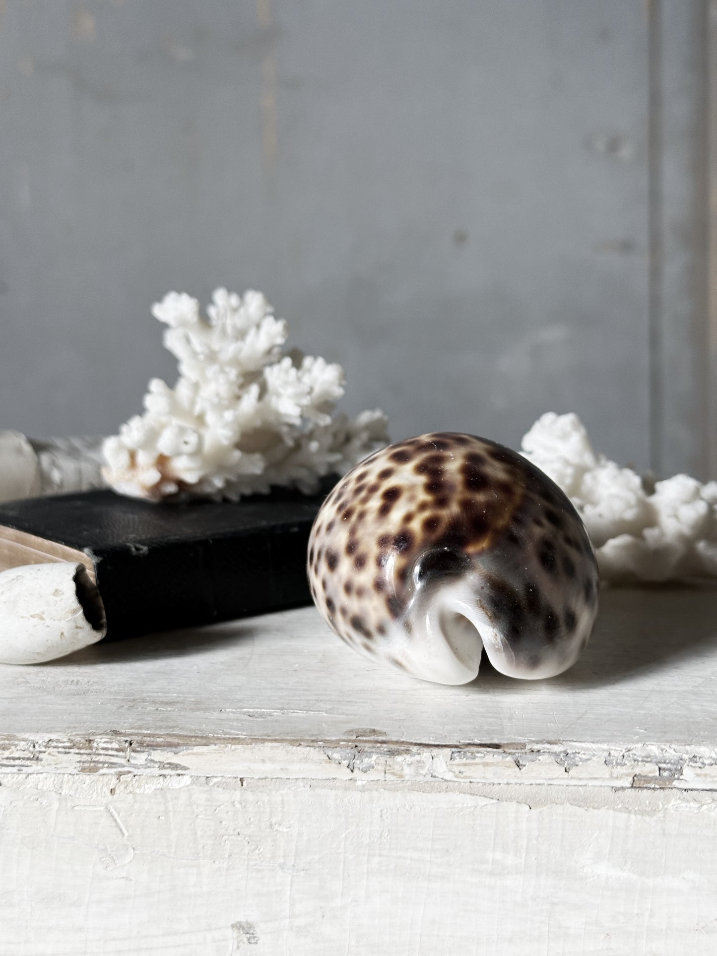 Sea shell Cypraea tigris or tortoise shell conch