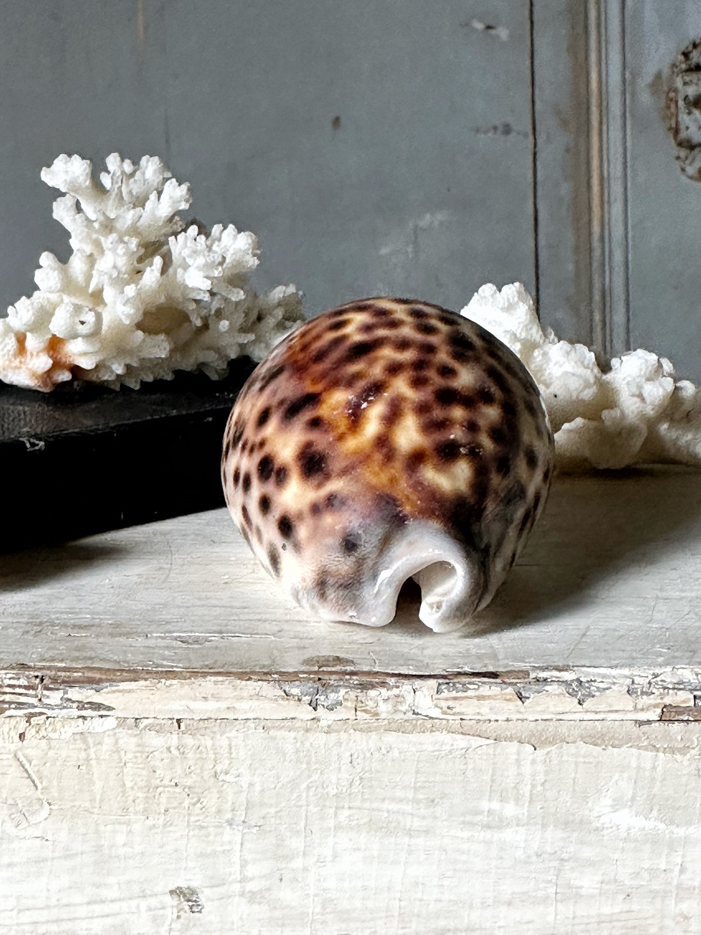 Sea shell Cypraea tigris or tortoise shell conch