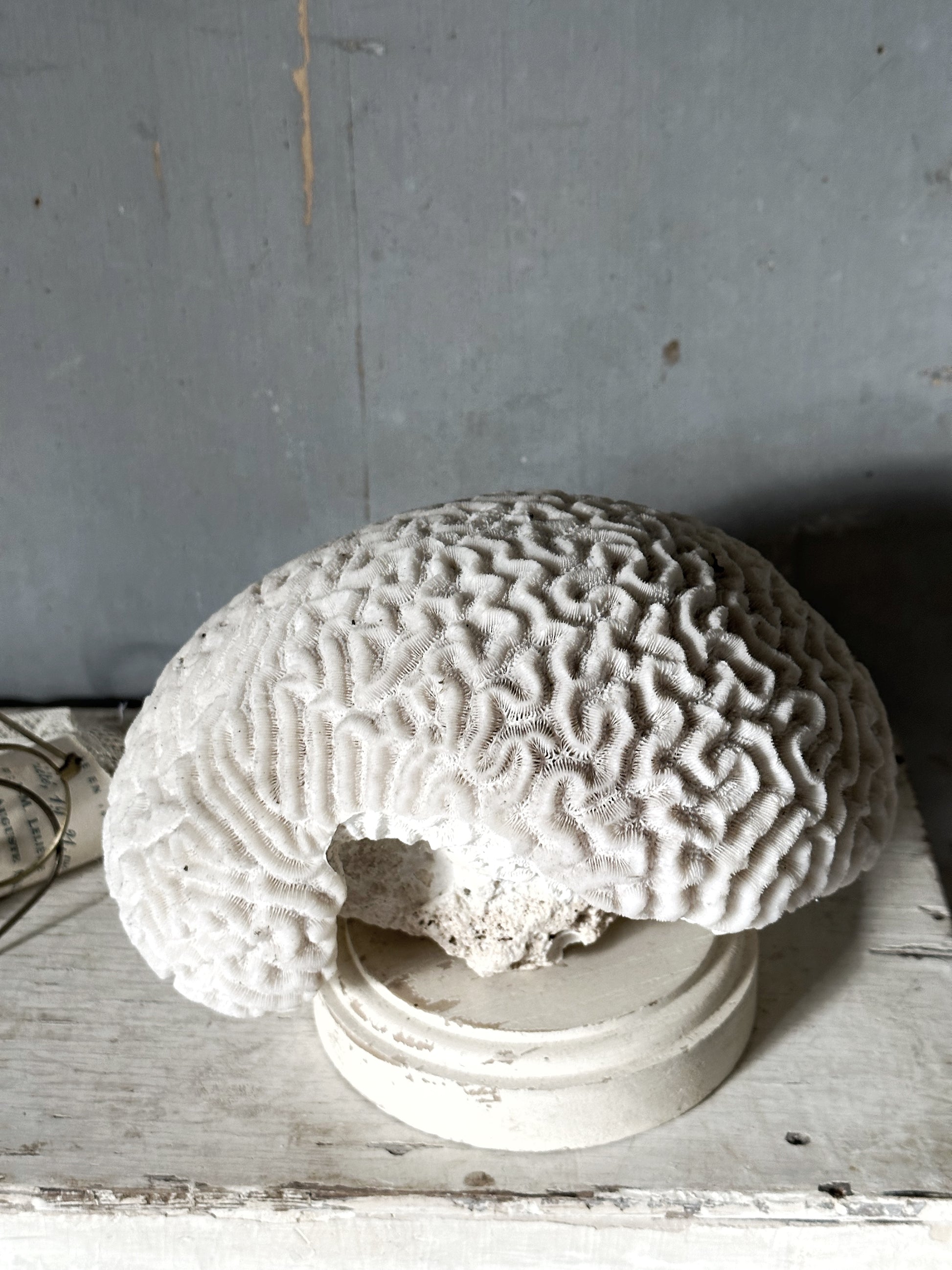 A large vintage University specimen Natural Brain Coral
