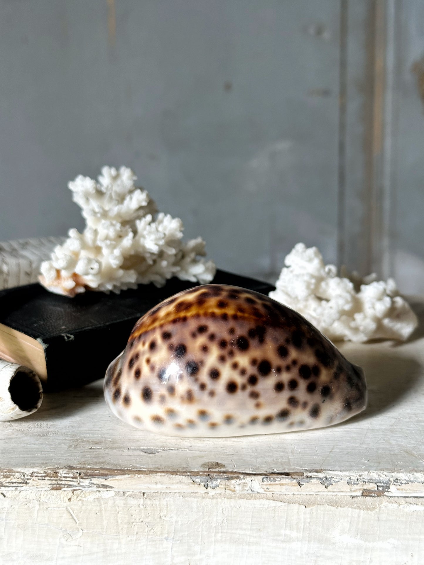 Sea shell Cypraea tigris or tortoise shell conch