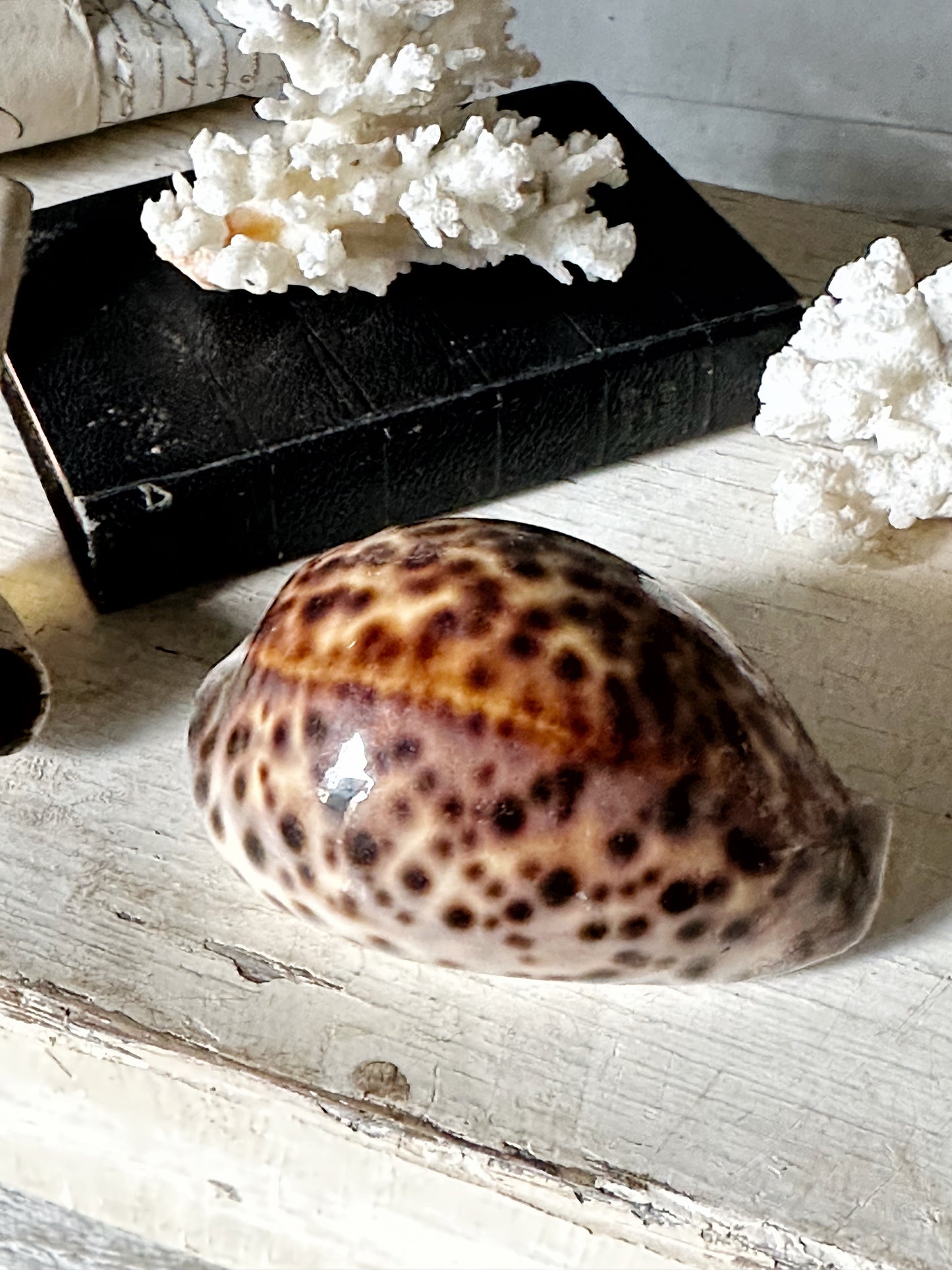 Sea shell Cypraea tigris or tortoise shell conch